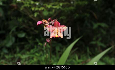 Vue de face d'une fleur d'orchidée rose, jaune et orange et de quelques bourgeons et d'un fourmis rouge Banque D'Images