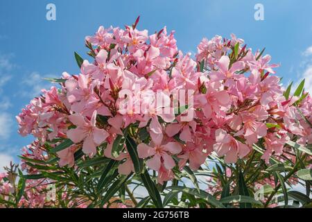 Fleurs roses de l'oléander ( nérium oléander ) contre le ciel bleu le jour ensoleillé de l'été Banque D'Images