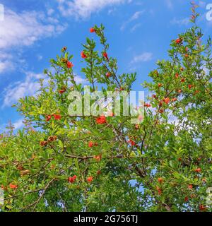 Branches de grenade ( Punica granatum ) avec des feuilles vertes et des fleurs rouges vives contre le ciel bleu le jour ensoleillé du printemps Banque D'Images