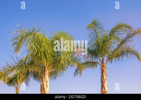 Palmiers à queue de bœuf ( Wodyetia bifurcata ) contre le ciel bleu le jour ensoleillé d'été. Concept de vacances Banque D'Images