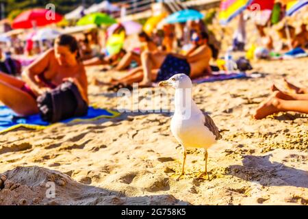 Des mouettes affamées sur la plage Banque D'Images