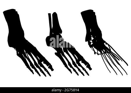 Ensemble de silhouettes squelette humain de jambe avec des muscles isolés sur fond blanc. Illustration vectorielle. Illustration de Vecteur