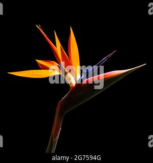 oiseau de paradis fleur de gros plan rétroéclairé isolé sur un fond noir Banque D'Images