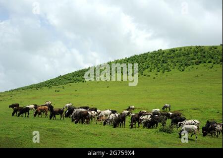 Nashik, Maharashtra; Inde- Asie; août; 2016 : beau paysage, UN troupeau de vaches /bétail mangeant de l'herbe dans une ferme ouverte en campagne Banque D'Images