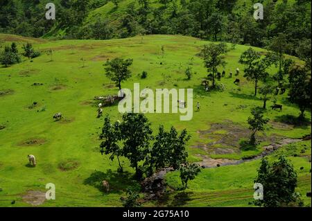 Nashik, Maharashtra, Inde- Asie, août 2016 : beau paysage, UN troupeau de vaches /bétail mangeant de l'herbe dans une ferme ouverte en campagne Banque D'Images