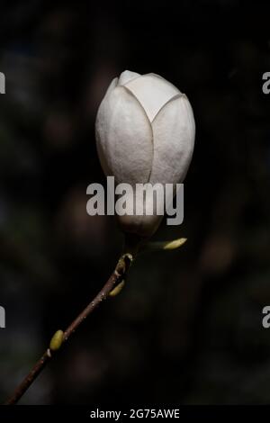 Magnolia × soulangeana Lennei Alba (Rose blanc) fleur blanche, composition minimaliste contrastée sur fond sombre, famille: Magnoliaceae. Banque D'Images