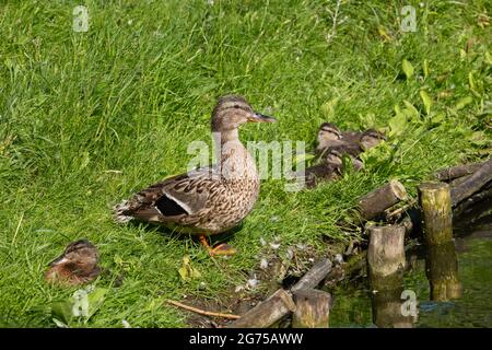 Canard colvert femelle avec des canetons d'oiseaux de bébé dans l'herbe sur la rive du lac. Banque D'Images