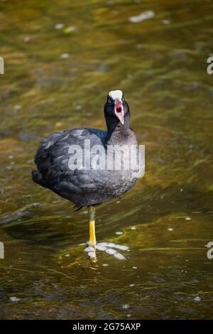 Un seul oiseau de coq eurasien (Fulica atra) criant avec bec ouvert, debout sur une jambe dans des eaux peu profondes de canal Banque D'Images