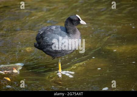 Un seul oiseau de coq eurasien (Fulica atra) debout sur une jambe dans l'eau peu profonde du canal Banque D'Images