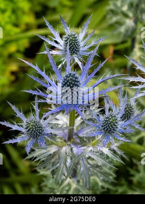 Milieu de l'été bleu violet fleurs de l'herbacée spiky vivace de la mer houx, Eryngium x zabelii 'Big Blue' Banque D'Images