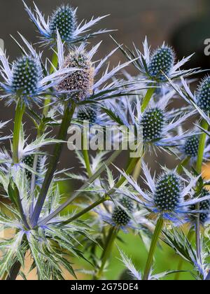 Milieu de l'été bleu violet fleurs de l'herbacée spiky vivace de la mer houx, Eryngium x zabelii 'Big Blue' Banque D'Images