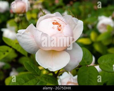 Fleur rose pâle de la rose odorante de l'arbuste anglais David Austin, Rosa 't Cecilia' Banque D'Images