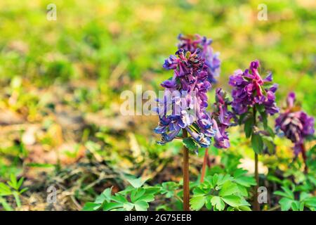 Gros plan de Corydalis solida fumewort fleurs violettes sur fond naturel flou de printemps Banque D'Images