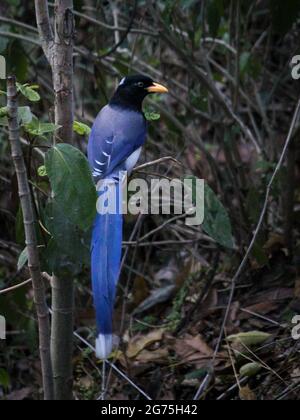 Un magnifique oiseau taïwanais Blue Magpie (Urocissa caerulea) sur une branche dans les bois Banque D'Images