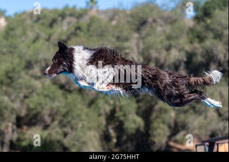 Bordure noire et blanche collie avec de l'eau volant de son manteau après avoir sauté d'un quai Banque D'Images