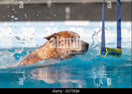 Chien de bétail rouge dans une piscine sur le point d'attraper un jouet pendant un match Banque D'Images