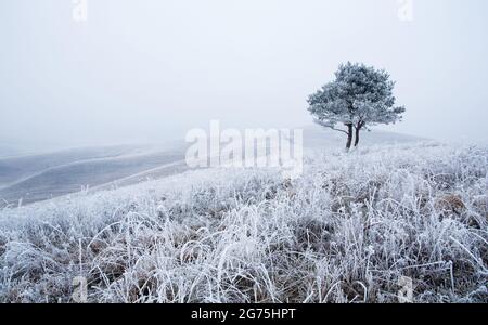 Arbre sur la colline dans un paysage givré et brumeux en hiver à l'aube. Banque D'Images