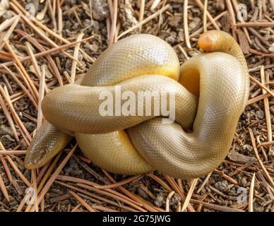 Serpent à boa en caoutchouc spiralé. Henry Cowell Redwoods State Park, comté de Santa Cruz, Californie, États-Unis. Banque D'Images