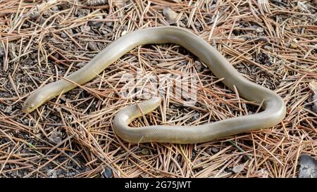 Peau de serpent de Boa en caoutchouc du Nord, adulte. Henry Cowell Redwoods State Park, comté de Santa Cruz, Californie, États-Unis. Banque D'Images
