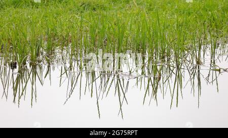 Petites roseaux verts poussant au bord de l'eau, avec des réflexions Banque D'Images