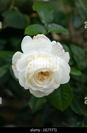 Gros plan d'une rose David Austin appelée Rosa tranquillité. Une rose blanche bordée de fleurs jaunes au Royaume-Uni Banque D'Images