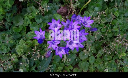 En gros plan sur Lavender Mountain Lily's. Banque D'Images