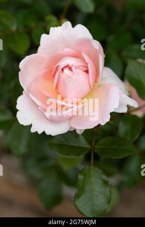 Gros plan d'une rose David Austin appelée rosa Wildeve Floraison en été au Royaume-Uni Banque D'Images