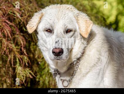 Portrait du jeune chien blanc Maremme Berger à l'extérieur. Banque D'Images