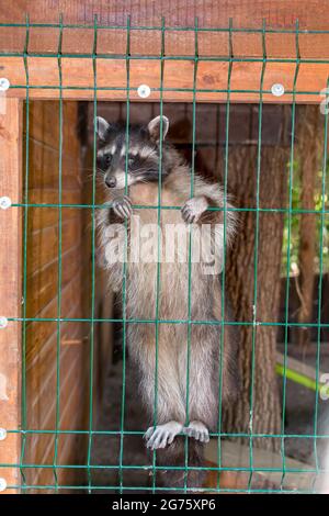 Raton laveur dans une cage. Raton laveur au zoo. La dure vie des animaux en captivité. Banque D'Images