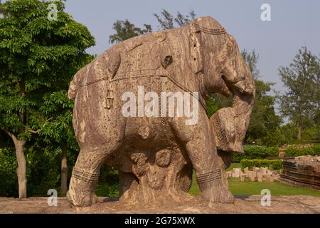 Statue d'un éléphant de guerre à l'ancien Temple hindou de Surya à Konark Orissa Inde.13th Century AD Banque D'Images