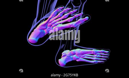 Squelette humain OS du pied Anatomy for Medical concept Illustration 3D Banque D'Images