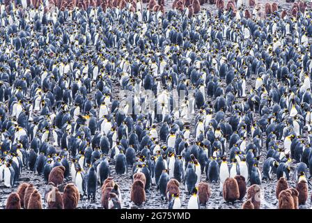 Une colonie de 500000 manchots royaux en Géorgie du Sud. Vous pouvez voir les deux adultes dans les juvéniles qui ressemblent à des personnages de dessin animé molletonnés Banque D'Images