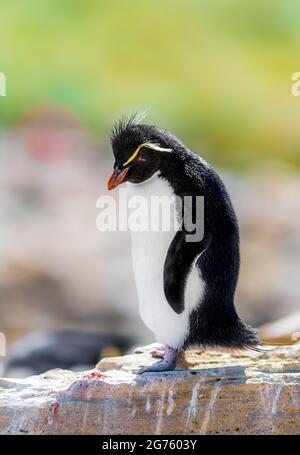 Rockhopper Penguin Banque D'Images