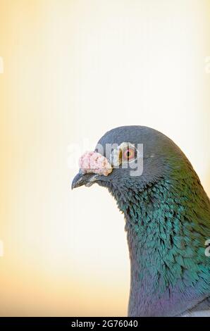 Pigeon biset Banque D'Images