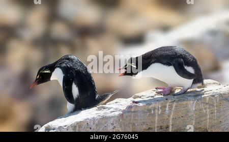 Rockhopper Penguin Banque D'Images