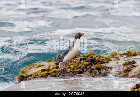 Rockhopper Penguin Banque D'Images