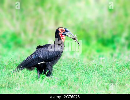 Calao terrestre du sud Banque D'Images