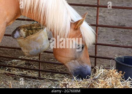 Incroyable cheval brun mangeant de la paille dans l'écurie Banque D'Images