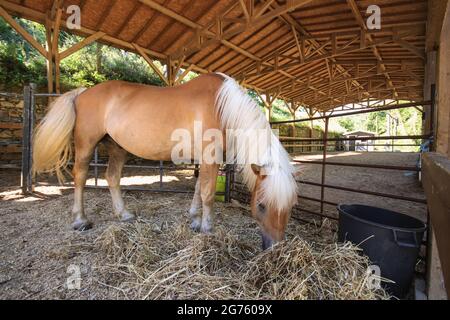 Incroyable cheval brun mangeant de la paille dans l'écurie Banque D'Images