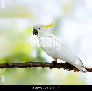 Le Cacatoès Soufre Banque D'Images