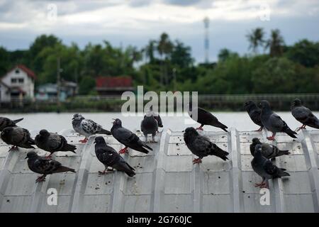 Plusieurs pigeons perchés sur le toit. Banque D'Images