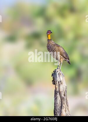 Francolin à col jaune Banque D'Images