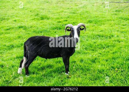 Balwen Welsh Mountain Sheep Banque D'Images
