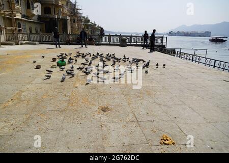 Troupeau de Pigeons se nourrissant de maïs et de blé par temps ensoleillé dans un endroit d'alimentation public. Grand groupe de pigeons mangeant du pain, du maïs, du riz, etc. Pendant la journée t Banque D'Images