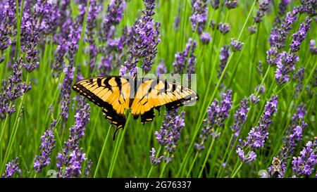 Tigre de l'est papillon sur fleur de lavande Banque D'Images