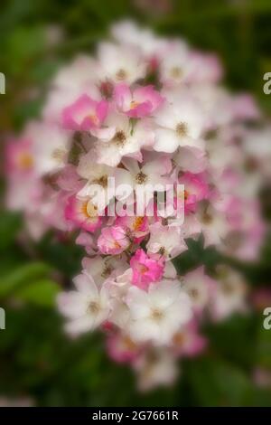 Rosa prolifique 'Ballerina', rose 'Ballerina', fleurs en gros plan Banque D'Images