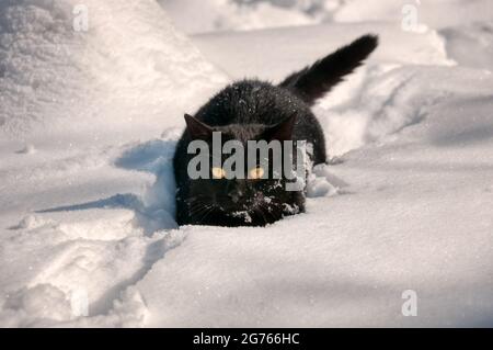 Drôle de chaton noir avec les yeux jaunes se faufilant dans la neige lors d'un froid ensoleillé hiver jour Banque D'Images