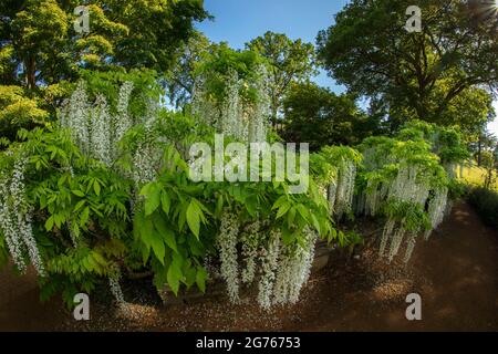 Magnifique Wisteria floribunda F. alba ‘hiro-noda’, wisteria japonaise blanche, Wisteria floribunda ‘hiro-naga’, Wisteria floribunda ‘longissima Alba’ Banque D'Images