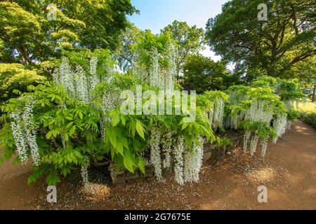 Magnifique Wisteria floribunda F. alba ‘hiro-noda’, wisteria japonaise blanche, Wisteria floribunda ‘hiro-naga’, Wisteria floribunda ‘longissima Alba’ Banque D'Images