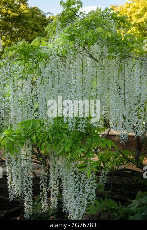 Magnifique Wisteria floribunda F. alba ‘hiro-noda’, wisteria japonaise blanche, Wisteria floribunda ‘hiro-naga’, Wisteria floribunda ‘longissima Alba’ Banque D'Images